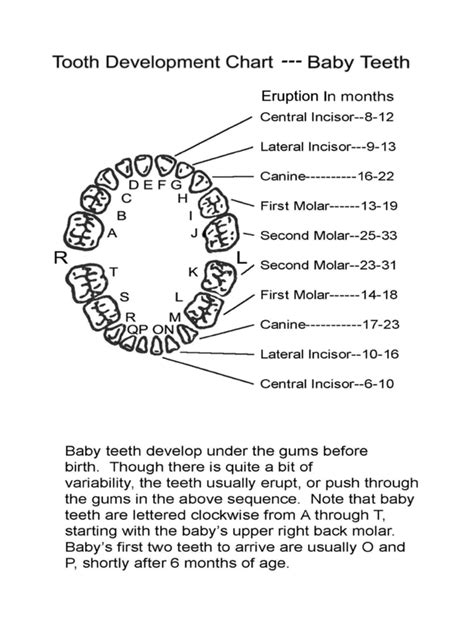 47 HQ Photos Cat Baby Teeth Chart - 38 Printable Baby Teeth Charts & Timelines ᐅ TemplateLab ...