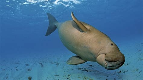 In Malaysia, Science Is Key to Dugong's Recovery—and Survival | The Pew Charitable Trusts