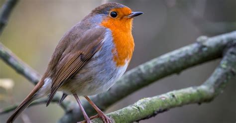 Where Do Robins Go In The Winter? - A-Z Animals