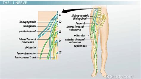 Lumbar Plexus | Nerves, Function & Anatomy - Lesson | Study.com