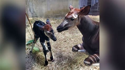 Rare and endangered okapi born at Cincinnati Zoo