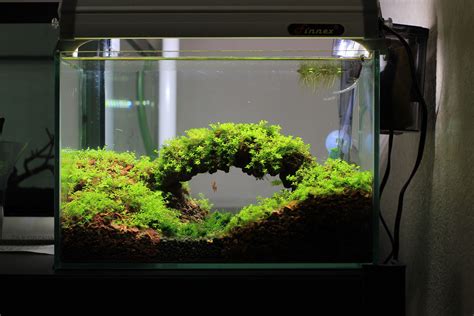 Nano Aquarium Design - aquarium verkaufsanlage kaufen