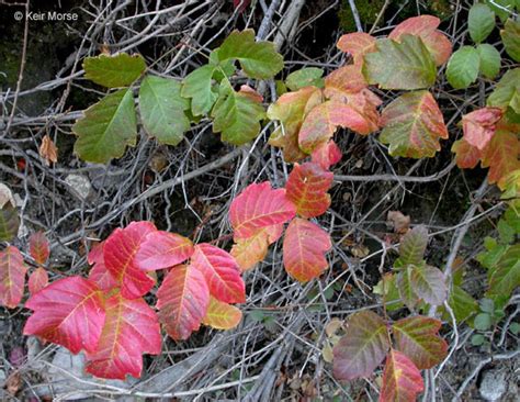 western poison-oak (Trees & Shrubs of the Sunol Region - BioBlitz ...