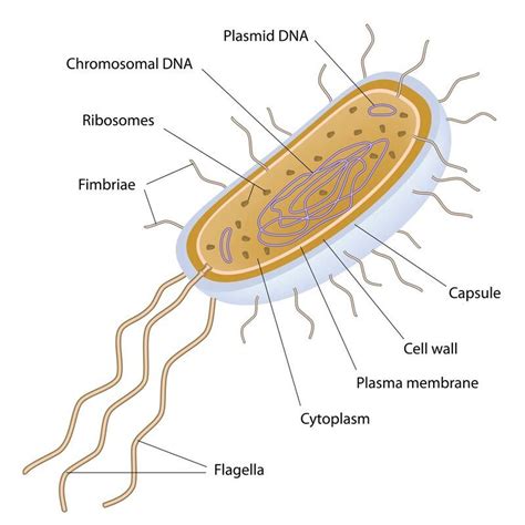 Goes over the structure of prokaryotic cells. | Bacterial cell structure, Teaching biology ...