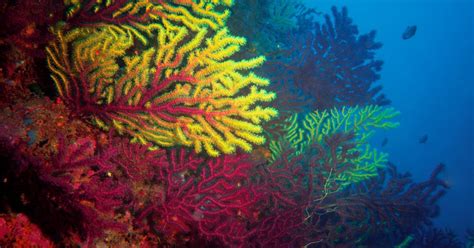 Environmental Justice Foundation | Coral reefs in crisis