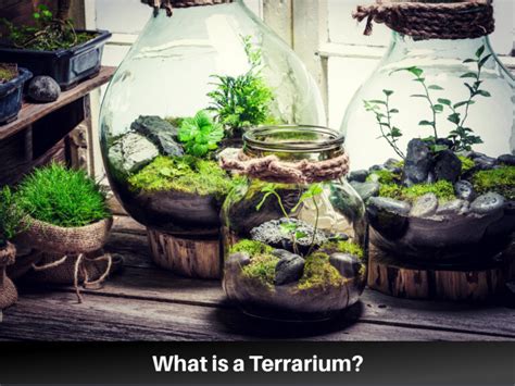 What is a Terrarium?