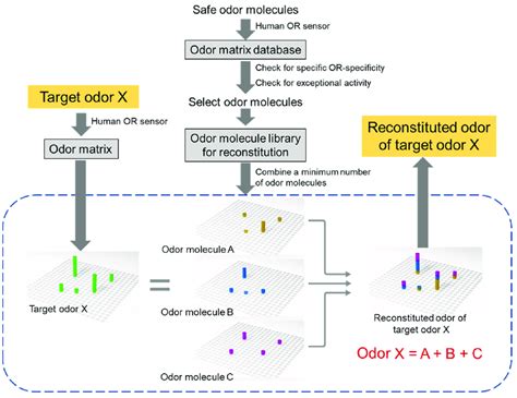 Conceptual diagram of odor reconstitution. First, a lot of basically ...