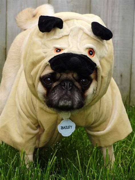 Pin on Pugs, pugs and more pugs!!