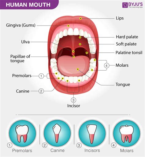 Human Mouth - Diagram