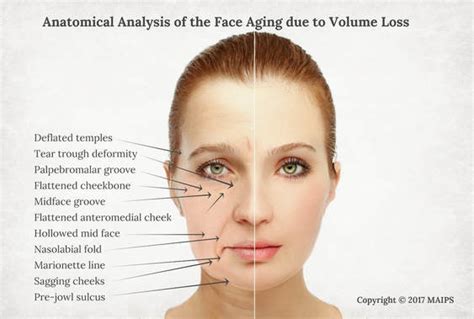 Anatomy Of The Face - cloudshareinfo