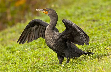 Double-crested Cormorant | Bird Photography | Ornithology