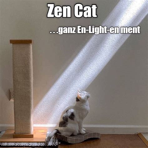 Zen Cat | Cats, Funny cat memes, Cat memes