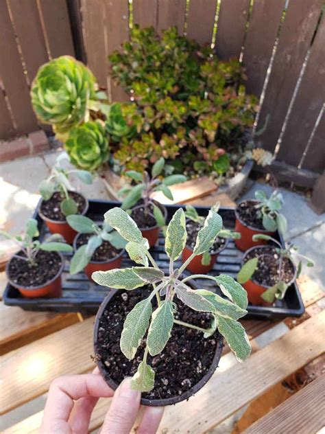 How to Propagate (Grow) Sage Cuttings in Water or Soil ~ Homestead and ...