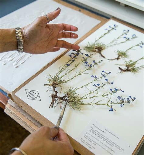 Pin by Lara Elise on Herbarium | Pressed flower crafts, Botanical ...