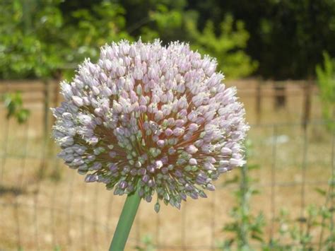 Allium ampeloprasum | Pacific Bulb Society