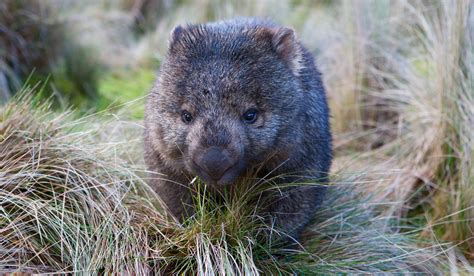 Common Wombat, Baby Wombat, Australian Fauna, Zoo Photos, Australia ...