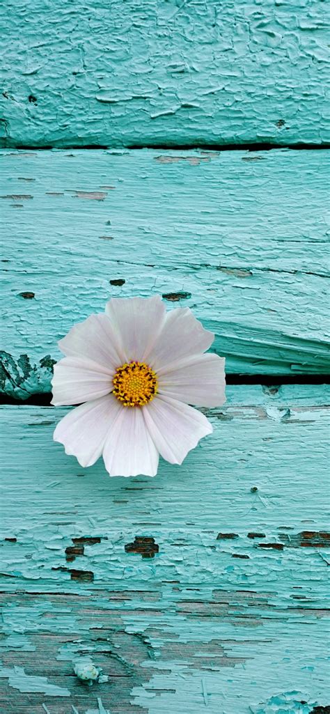 White flower Wallpaper 4K, Wooden background, Teal