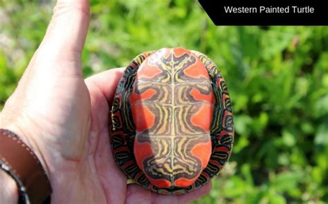 How to Tell What Painted Turtle Species You Have - TurtleHolic