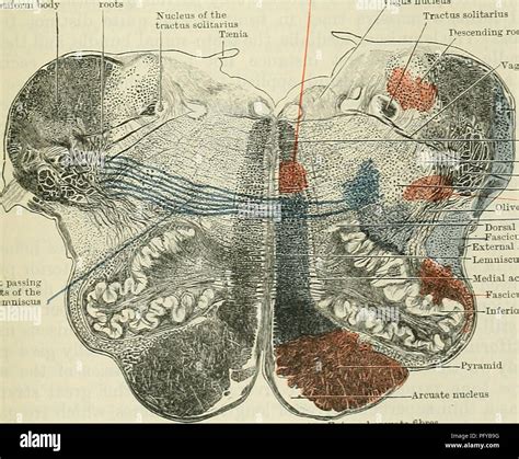 Arcuate nucleus hi-res stock photography and images - Alamy