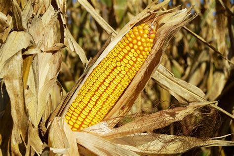 How Long Should You Wait to Harvest Corn? - ProAg