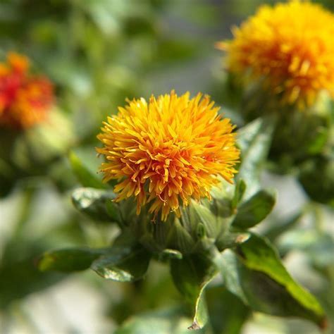 Safflower oil has amazing rejuvenation ability providing moisture for extremely dry skin ideal ...