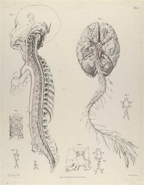 Human anatomy art, Anatomy art, Medical drawings