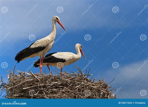 White storks stock photo. Image of nests, alsace, echassier - 24611622