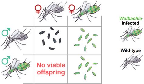 Figure 1 from The Role of Preferential Mating and Wolbachia Infection ...