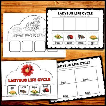 Ladybugs Life Cycle Poster, Labeling, Vocabulary Matching and Crowns