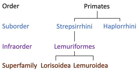 Modern Primate Taxonomy – Biological Anthropology: A Brief Introduction