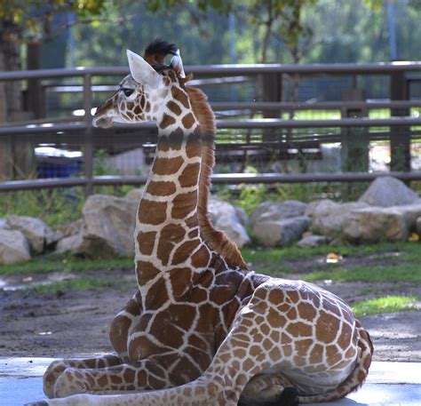 Baby giraffe at the Calgary zoo | View On Black | Tony Cyphert | Flickr