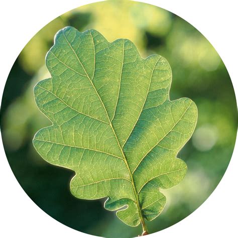 Feuilles de Chêne | Wiki Du clan des plantes | Fandom