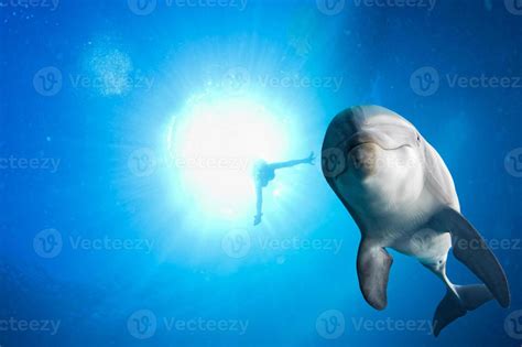 dolphin underwater on ocean background 17233536 Stock Photo at Vecteezy