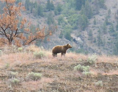 Grizzly Bear Conservation in Southwest BC – Thursday 7 April at NVIT ...