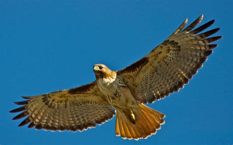 Swainson's Hawk Watch: Red-Tailed Hawks are apparently laying on eggs