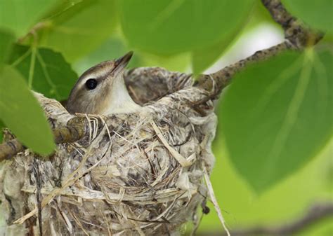 True North: bird nests in the yard