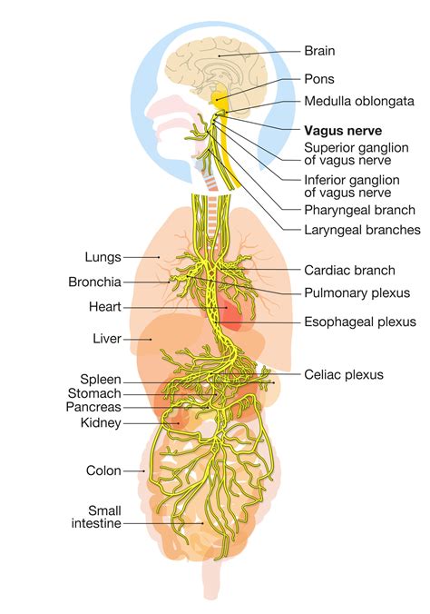 Vagus Nerve Function - Biohacking in Brighton & Hove, Sussex