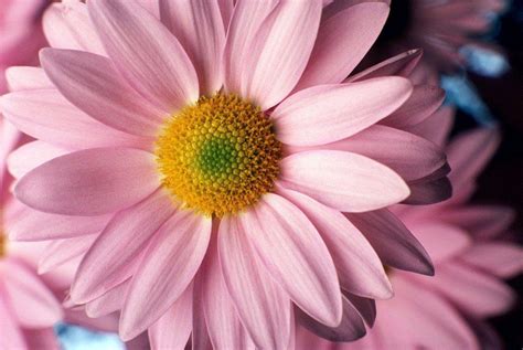 Pink Daisy Flower Wallpapers - Wallpaper Cave