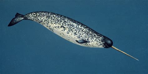 Pin by Robert Deveaux on Whales | Narwhal, Weird animals, Marine animals