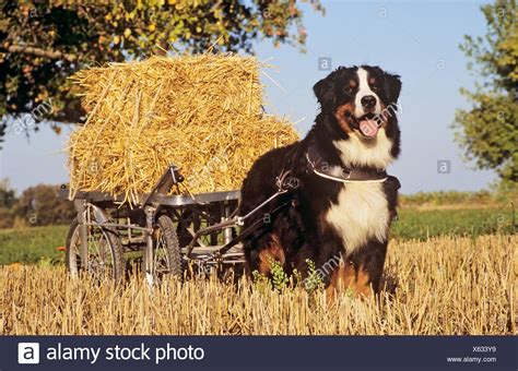 Bernese Mountain Dog Pulling Cart High Resolution Stock Photography and Images - Alamy