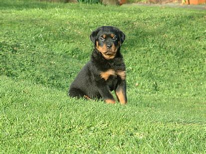 HD wallpaper: look, stones, dog, puppy, Rottweiler | Wallpaper Flare