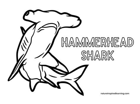 Hammerhead Sharks Coloring Pages