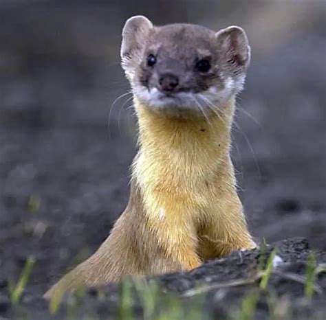 Long-tailed Weasel - It's Nature