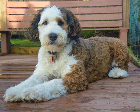 Sadie the Standard Bernedoodle. 12 months 87 lbs. | Bernedoodle ...