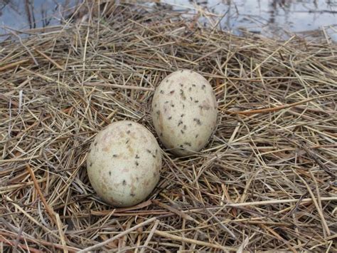 After a decade of struggle, whooping cranes may have banner nesting ...