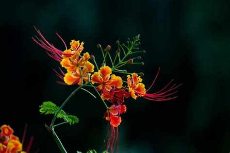 Gulmohar flower | Premium Photo