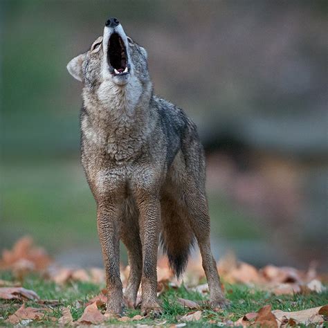 Howling Coyote | Sean Crane Photography