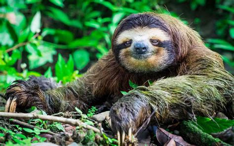 A Sloth Can Hold Its Breath for 40 Minutes Underwater — and 6 Other Facts For International ...