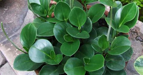 What Makes Peperomia Obtusifolia the Perfect Indoor Plant?