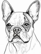 27 Beautiful Boston Terrier Coloring Pages  My Favorite sketch template